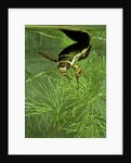 Dytiscus marginalis (great diving beetle) by Anonymous
