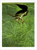Dytiscus marginalis (great diving beetle) by Anonymous