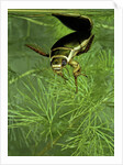 Dytiscus marginalis (great diving beetle) by Anonymous