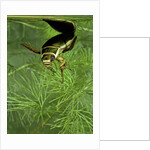 Dytiscus marginalis (great diving beetle) by Anonymous