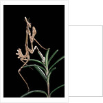 Empusa pennata (conehead mantis) - larva by Anonymous