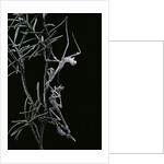 Empusa pennata (conehead mantis) - newly emerged by Anonymous