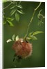 Diplolepis rosae (mossy rose gall wasp) - rose bedeguar gall by Anonymous