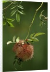 Diplolepis rosae (mossy rose gall wasp) - rose bedeguar gall by Anonymous