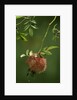 Diplolepis rosae (mossy rose gall wasp) - rose bedeguar gall by Anonymous