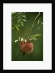 Diplolepis rosae (mossy rose gall wasp) - rose bedeguar gall by Anonymous