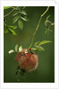 Diplolepis rosae (mossy rose gall wasp) - rose bedeguar gall by Anonymous