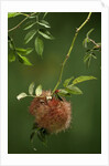 Diplolepis rosae (mossy rose gall wasp) - rose bedeguar gall by Anonymous