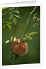 Diplolepis rosae (mossy rose gall wasp) - rose bedeguar gall by Anonymous