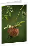 Diplolepis rosae (mossy rose gall wasp) - rose bedeguar gall by Anonymous