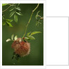 Diplolepis rosae (mossy rose gall wasp) - rose bedeguar gall by Anonymous