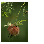 Diplolepis rosae (mossy rose gall wasp) - rose bedeguar gall by Anonymous