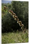 Diplolepis rosae (mossy rose gall wasp) - rose bedeguar gall by Anonymous