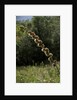 Diplolepis rosae (mossy rose gall wasp) - rose bedeguar gall by Anonymous