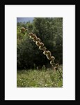 Diplolepis rosae (mossy rose gall wasp) - rose bedeguar gall by Anonymous
