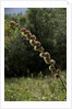 Diplolepis rosae (mossy rose gall wasp) - rose bedeguar gall by Anonymous