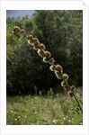 Diplolepis rosae (mossy rose gall wasp) - rose bedeguar gall by Anonymous