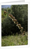 Diplolepis rosae (mossy rose gall wasp) - rose bedeguar gall by Anonymous