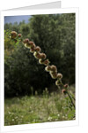 Diplolepis rosae (mossy rose gall wasp) - rose bedeguar gall by Anonymous