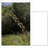 Diplolepis rosae (mossy rose gall wasp) - rose bedeguar gall by Anonymous