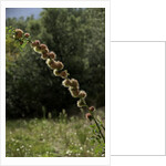 Diplolepis rosae (mossy rose gall wasp) - rose bedeguar gall by Anonymous