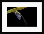 Ephemera danica (mayfly) by Anonymous