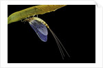Ephemera danica (mayfly) by Anonymous