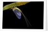 Ephemera danica (mayfly) by Anonymous