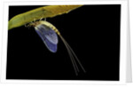 Ephemera danica (mayfly) by Anonymous