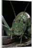 Ephippiger diurnus (bushcricket) by Anonymous