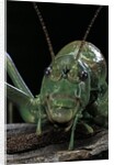 Ephippiger diurnus (bushcricket) by Anonymous