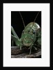 Ephippiger diurnus (bushcricket) by Anonymous