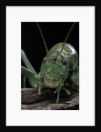 Ephippiger diurnus (bushcricket) by Anonymous