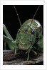 Ephippiger diurnus (bushcricket) by Anonymous