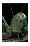 Ephippiger diurnus (bushcricket) by Anonymous