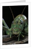 Ephippiger diurnus (bushcricket) by Anonymous