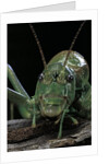 Ephippiger diurnus (bushcricket) by Anonymous