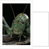 Ephippiger diurnus (bushcricket) by Anonymous
