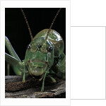 Ephippiger diurnus (bushcricket) by Anonymous