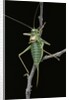 Ephippiger ephippiger (european bushcricket) by Anonymous