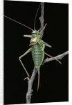 Ephippiger ephippiger (european bushcricket) by Anonymous
