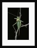 Ephippiger ephippiger (european bushcricket) by Anonymous