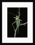 Ephippiger ephippiger (european bushcricket) by Anonymous