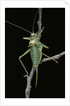 Ephippiger ephippiger (european bushcricket) by Anonymous