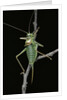 Ephippiger ephippiger (european bushcricket) by Anonymous