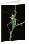 Ephippiger ephippiger (european bushcricket) by Anonymous