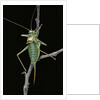 Ephippiger ephippiger (european bushcricket) by Anonymous