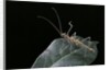 Epidares nolimetangere (touch me not stick insect) by Anonymous