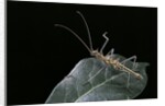 Epidares nolimetangere (touch me not stick insect) by Anonymous