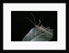 Epidares nolimetangere (touch me not stick insect) by Anonymous